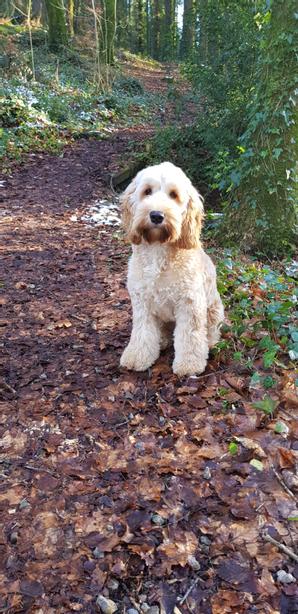 Lusty Beg Island | Kesh | Dog Friendly