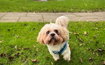 Lusty Beg Island | Kesh | Gallery 7