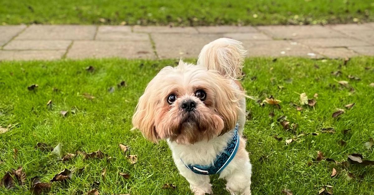 Dog Friendly Stays Northern Ireland Lusty Beg Island, Kesh