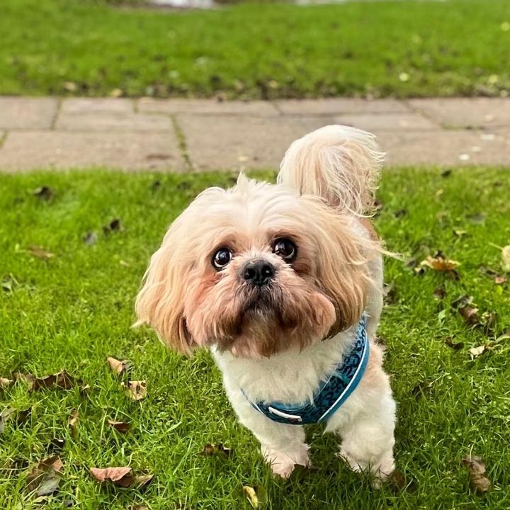 Northern Ireland Cottages With Pets Dog Friendly Stays Northern