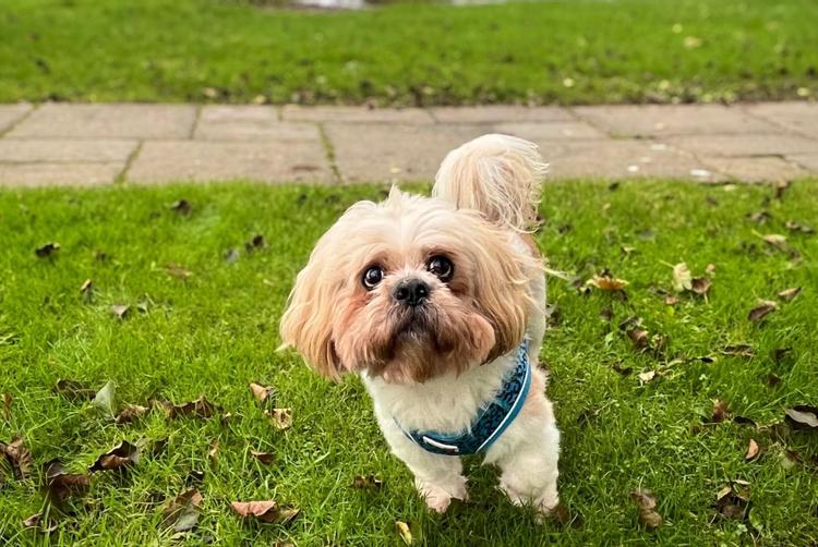 Lusty Beg Island | Kesh | 1