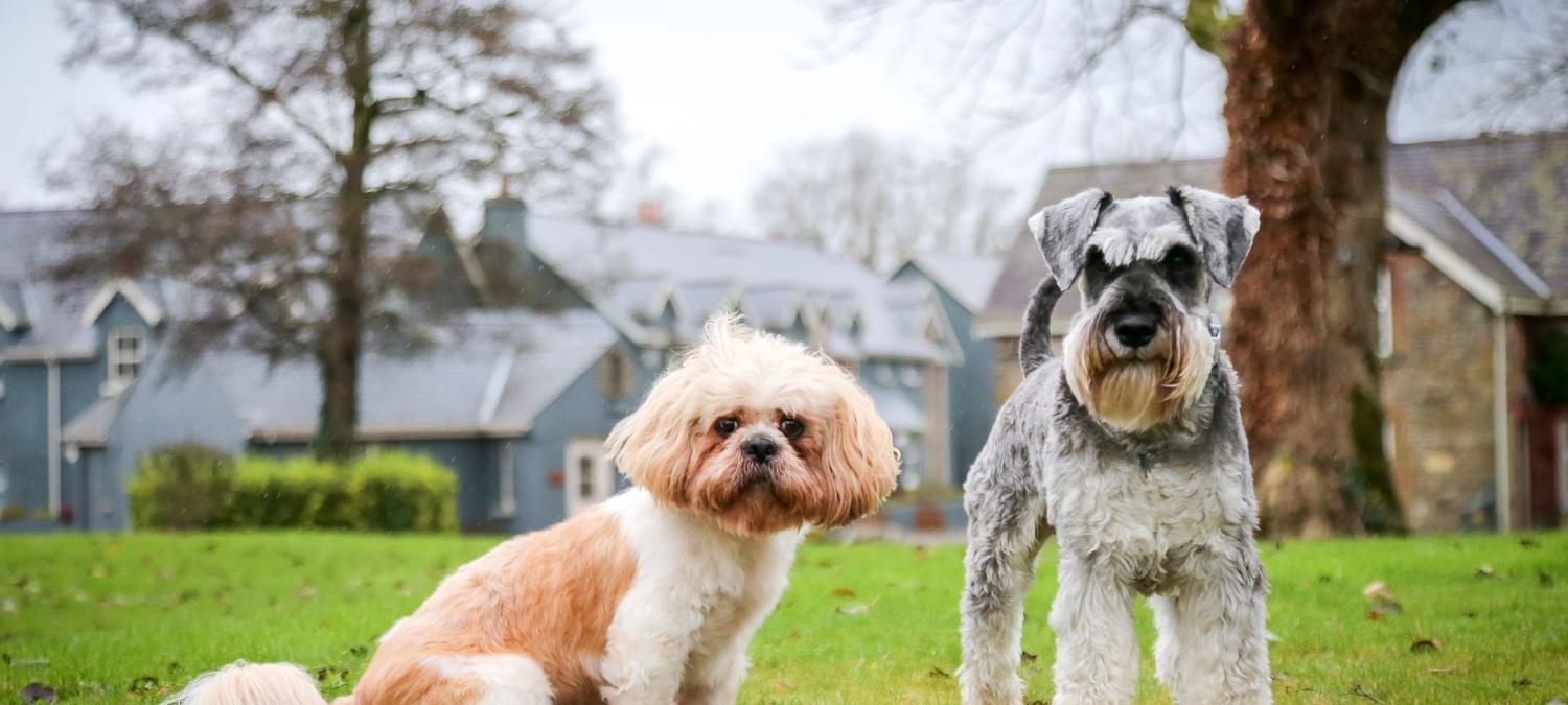 Lusty Beg Island | Kesh | 3