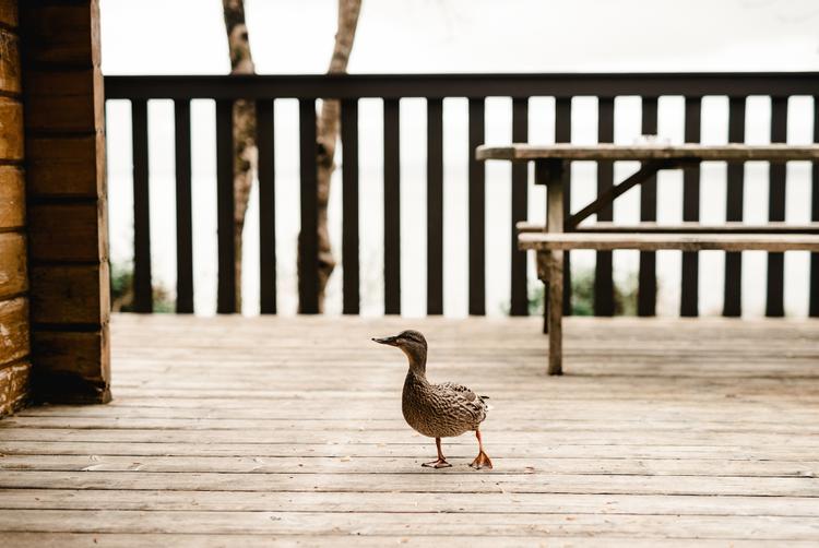 Lusty Beg Island | Kesh | 2